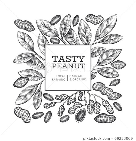 Hand drawn peanut branch and kernels design template. Organic food vector illustration on white background. Retro nut background. Engraved style botanical picture. Hand drawn peanut branch and kernels design template. Organic food vector illustration on white background. Retro nut background. Engraved style botanical picture. 69233069