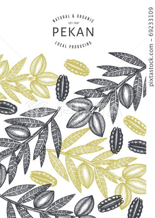 Hand drawn pecan branch and kernels design template. Organic food vector illustration on white background. Retro nut illustration. Engraved style botanical picture. 69233109