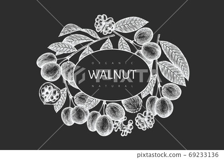 Hand drawn sketch walnut design template. Organic food vector illustration on chalk board. Vintage nut illustration. Engraved style botanical background. 69233136