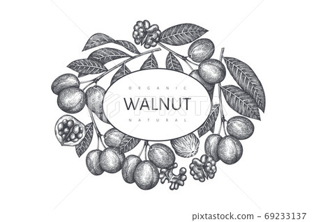 Hand drawn sketch walnut design template. Organic food vector illustration. Retro nut illustration. Engraved style botanical background. 69233137