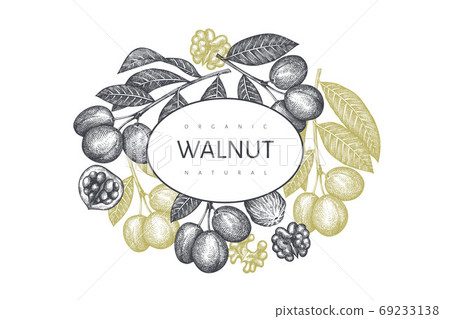 Hand drawn sketch walnut design template. Organic food vector illustration. Retro nut illustration. Engraved style botanical background. 69233138
