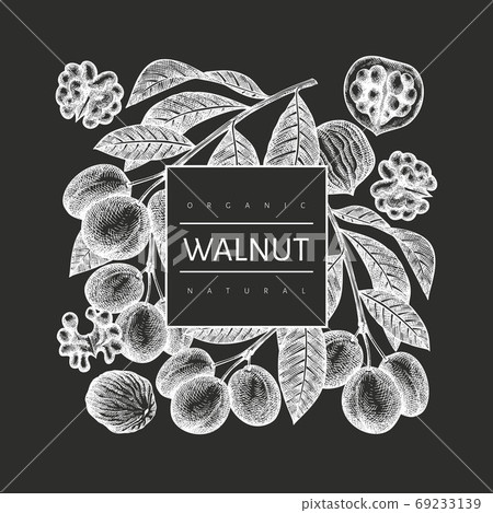 Hand drawn sketch walnut design template. Organic food vector illustration on chalk board. Vintage nut illustration. Engraved style botanical background. 69233139