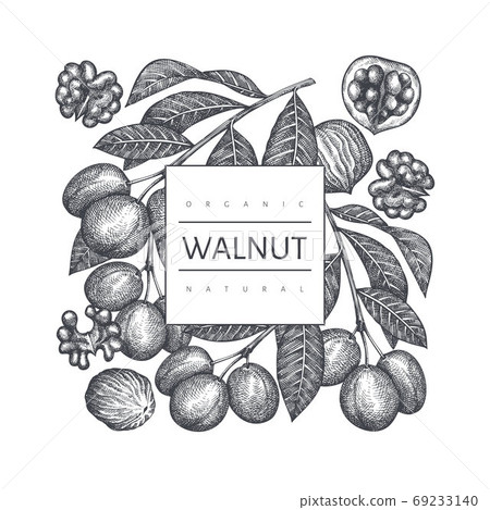 Hand drawn sketch walnut design template. Organic food vector illustration. Retro nut illustration. Engraved style botanical background. Hand drawn sketch walnut design template. Organic food vector illustration. Retro nut illustration. Engraved style botanical background. 69233140