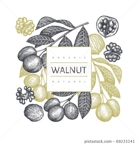 Hand drawn sketch walnut design template. Organic food vector illustration. Retro nut illustration. Engraved style botanical background. Hand drawn sketch walnut design template. Organic food vector illustration. Retro nut illustration. Engraved style botanical background. 69233141