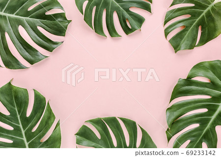 Tropical palm leaves Monstera on pink background. Flat lay, top view minimal concept. 69233142