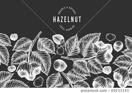 Hand drawn sketch hazelnut design template. Organic food vector illustration on chalk board. Vintage nut illustration. Engraved style botanical background. 69233143