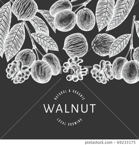 Hand drawn sketch walnut design template. Organic food vector illustration on chalk board. Vintage nut illustration. Engraved style botanical background. Hand drawn sketch walnut design template. Organic food vector illustration on chalk board. Vintage nut illustration. Engraved style botanical background. 69233175