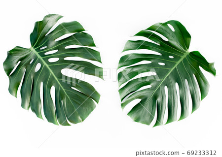 Tropical leaves Monstera on white background. Flat lay, top view 69233312