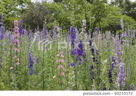 初夏的花園 初夏的花園 69233572