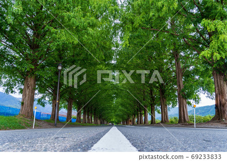 Row of Metasequoia trees in the Makino Plateau (summer) 69233833