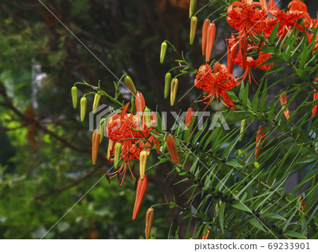花 花 69233901