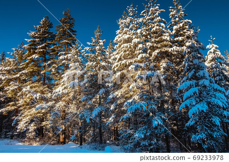 Winter landscape with forest, pine trees, sunrise 69233978