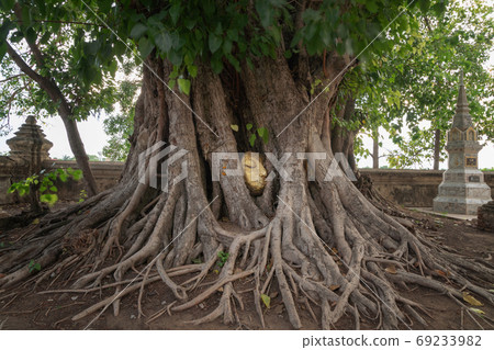 The Buddha head and face in the banyan tree's root in Wat Mahath 69233982