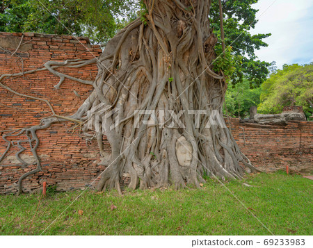 The Buddha head and face in the banyan tree's root in Wat Mahath 69233983