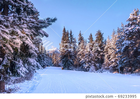Bansko, Bulgaria forest, ski slope at dawn Bansko, Bulgaria forest, ski slope at dawn 69233995