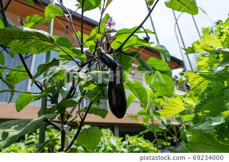 茄子栽培（六月）家庭花園 69234000