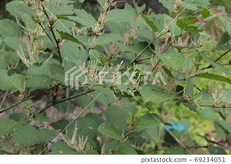 Alpine plant Alpine plant 69234051