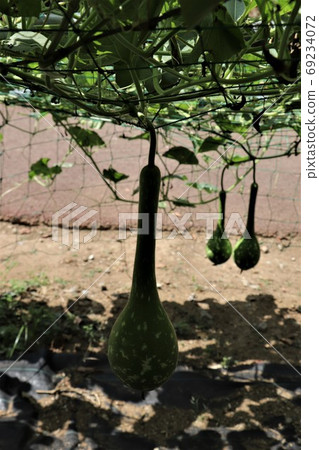 Green curtain gourd Green curtain gourd 69234072