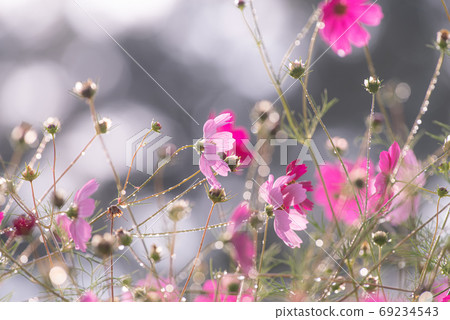 Sign of autumn Cosmos field Sign of autumn Cosmos field 69234543