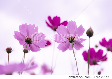 Sign of autumn Cosmos field Sign of autumn Cosmos field 69234544