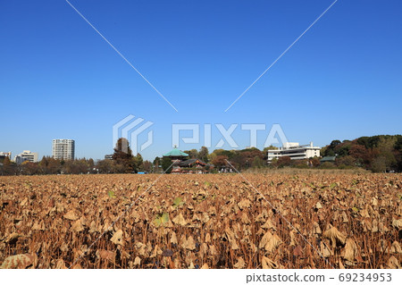 Landscape of Ueno Shinobazu Pond covered with dead lotus leaves Landscape of Ueno Shinobazu Pond covered with dead lotus leaves 69234953