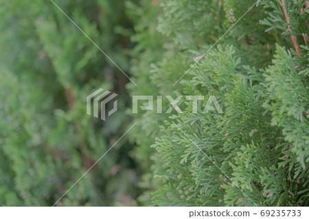Pine tree blurred background, selective focus Pine tree blurred background, selective focus 69235733