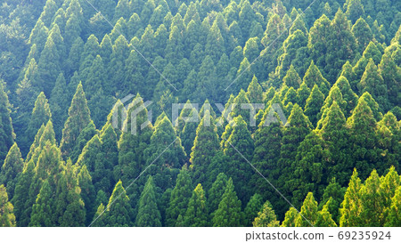 雪松綠色里山 雪松綠色里山 69235924