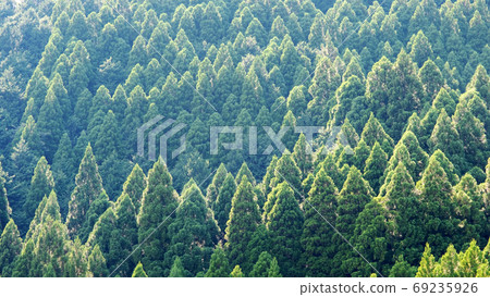 雪松綠色里山 69235926