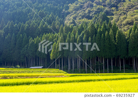 雪松綠色里山 69235927