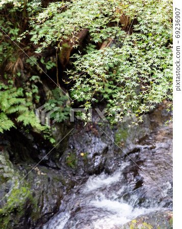 秋川谷細澤瀑布和清澈的溪藍色Momiji和清澈的溪 69236907