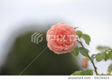 Arao City Ominous Citizen Flower Bed Rose Flower, 69236928