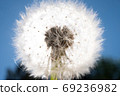 Dandelion with seeds with light. Close up view 69236982