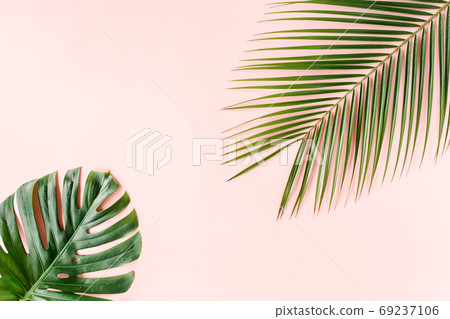 Tropical palm leaves Monstera on pink background. Flat lay, top view minimal concept. Tropical palm leaves Monstera on pink background. Flat lay, top view minimal concept. 69237106