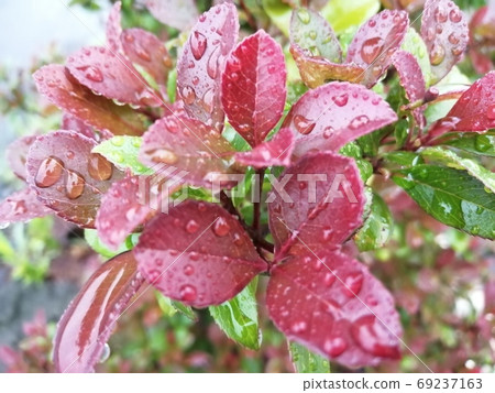 Leaves wet by rain Leaves wet by rain 69237163
