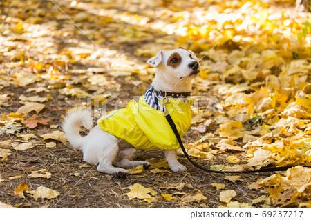 Amazing jack russell terrier in leaves in autumn. Pet and dog concept. Amazing jack russell terrier in leaves in autumn. Pet and dog concept. 69237217