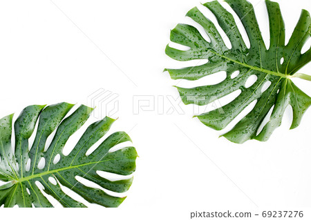 Tropical leaves Monstera on white background. Flat lay, top view 69237276