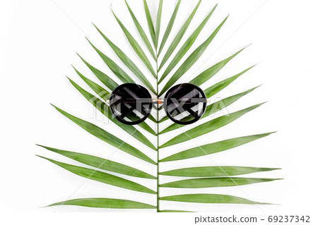 Tropical green palm leaf on white background. flat lay, top view Tropical green palm leaf on white background. flat lay, top view 69237342