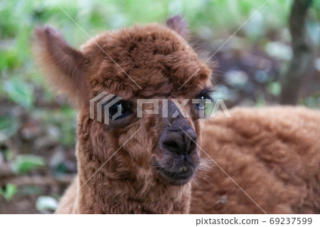 可愛的棕色羊駝 可愛的棕色羊駝 69237599
