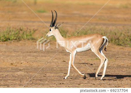 A Grant Gazelle stands in the middle of the grassy landscape of A Grant Gazelle stands in the middle of the grassy landscape of 69237704