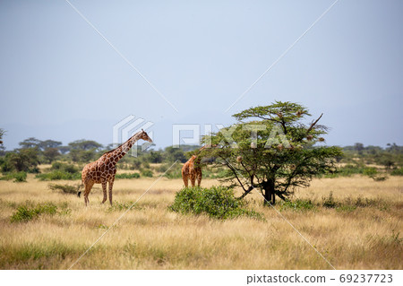 Two Somalia giraffes eat the leaves of acacia trees 69237723