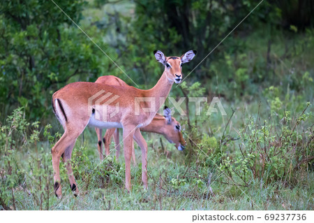 Two Impalas grazing on a bush in Kenya Two Impalas grazing on a bush in Kenya 69237736