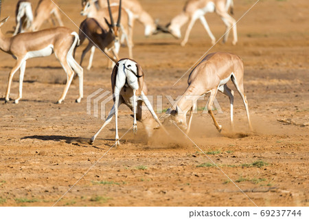 A battle of two Grant Gazelles in the savannah of Kenya A battle of two Grant Gazelles in the savannah of Kenya 69237744