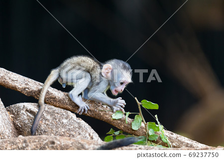 A monkey climbs around on a branch A monkey climbs around on a branch 69237750