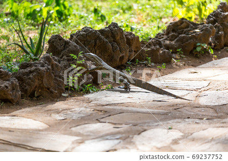 A gray lizard runs over the sidewalk 69237752