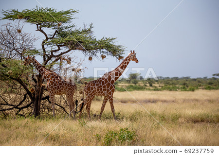 Two Somalia giraffes eat the leaves of acacia trees 69237759