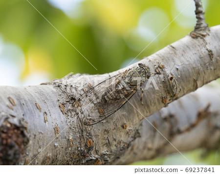 Tsukutsukuboushi棲息在一棵櫻桃樹上 69237841