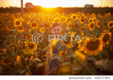 Portrait of beautiful blond kid boy on summer sunflower field 69237963