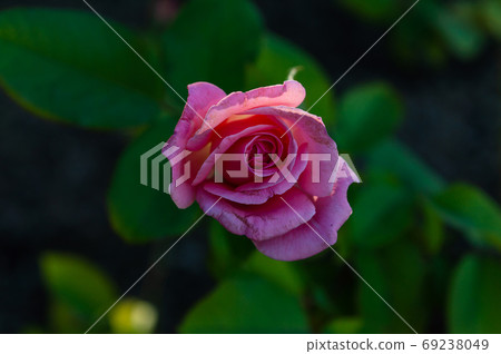 A real pink rose in a park with green blurred background with leaves 69238049