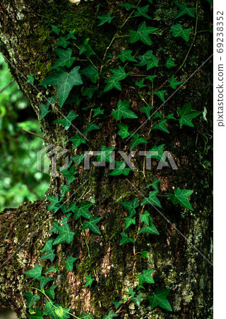 Vine wrapped around a tree 69238352