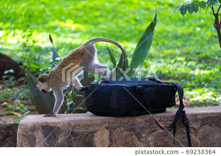 A curious Vervet monkey examines the photo bag of a tourist 69238364
